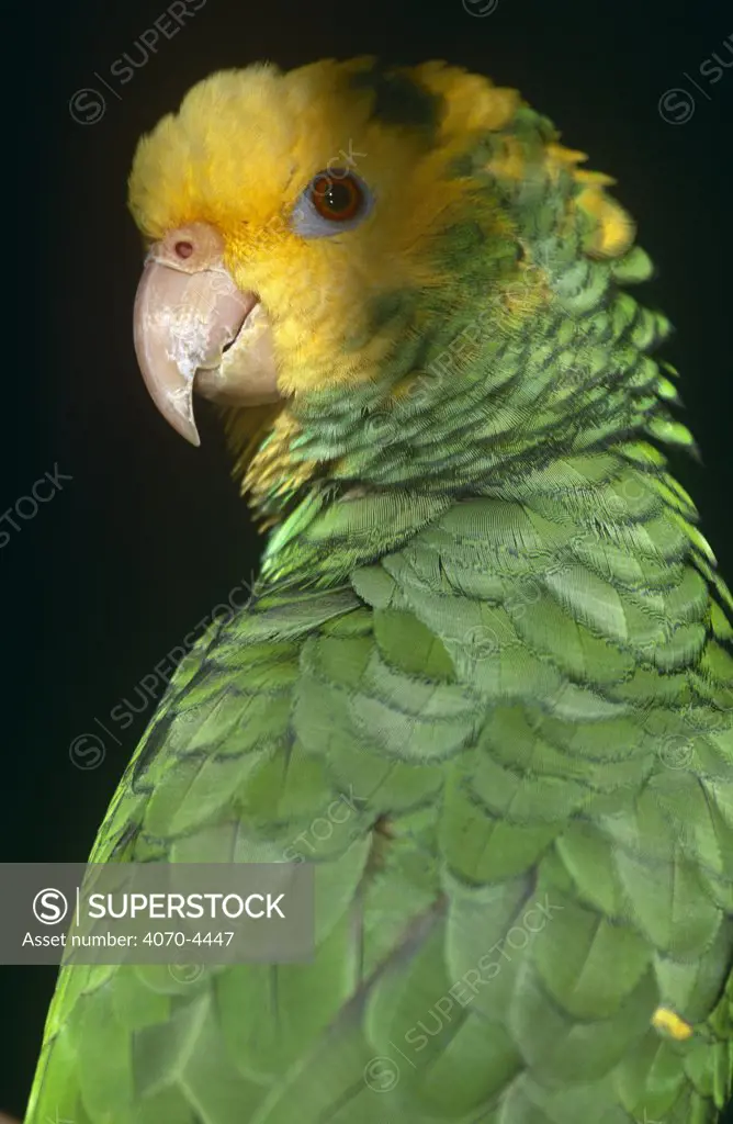 Yellow headed amazon parrot Amazona oratrix tresmariae} captive
