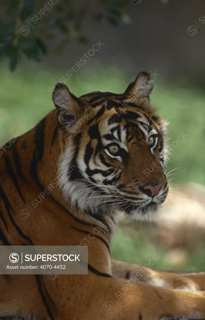 Sumatran tiger, endangered Panthera tigris sumatrae} captive