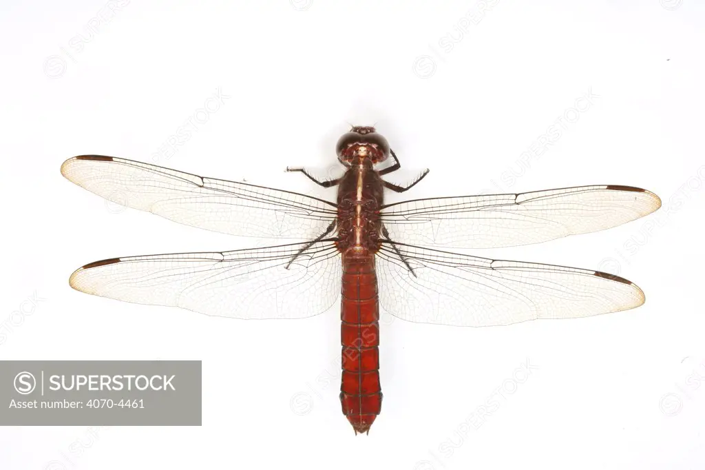 Dragonfly (unidentified) Trinidad, West Indies.