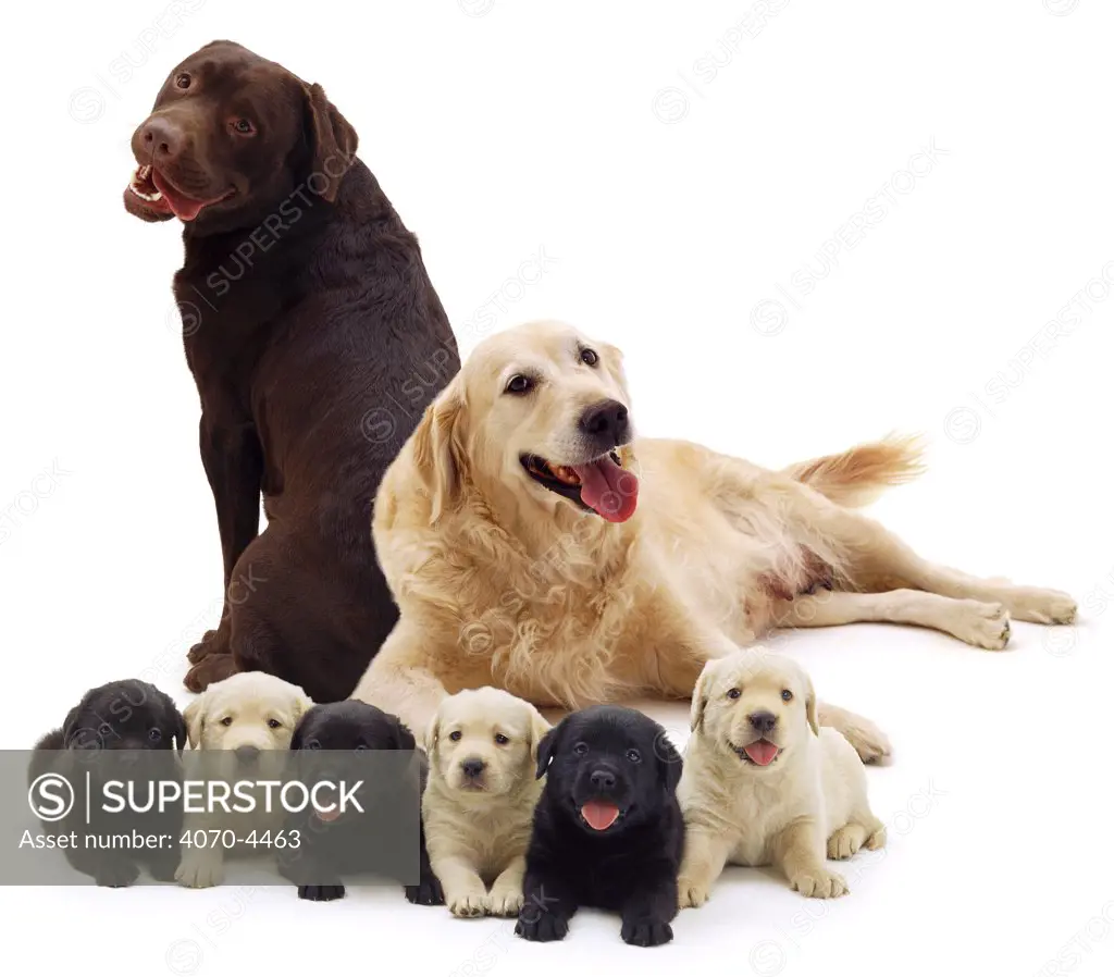Domestic dogs (Canis familiaris), Chocolate brown Labrador with Golden Retriever bitch and their 6 black and white pups. 