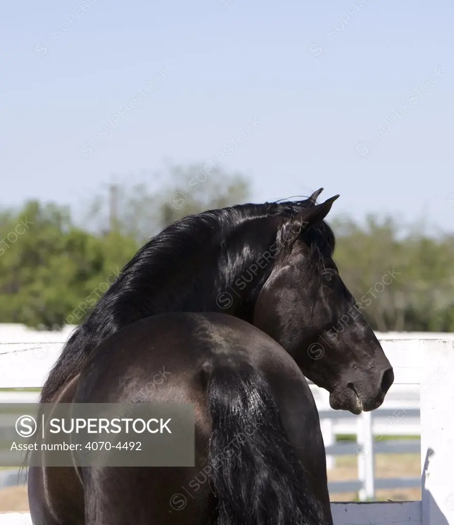 Rear view of black Domestic horse Equus caballus}  USA.