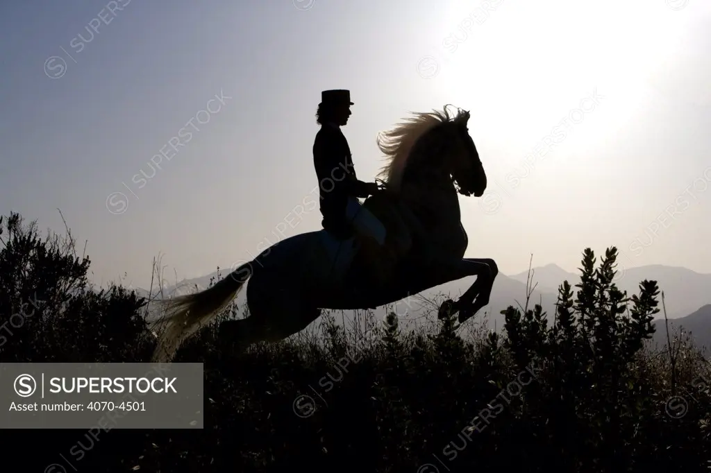 Silhouette of rider on jumping / leaping Gray Andalusian mare Equus caballus} Ojai, California, USA. Model released.