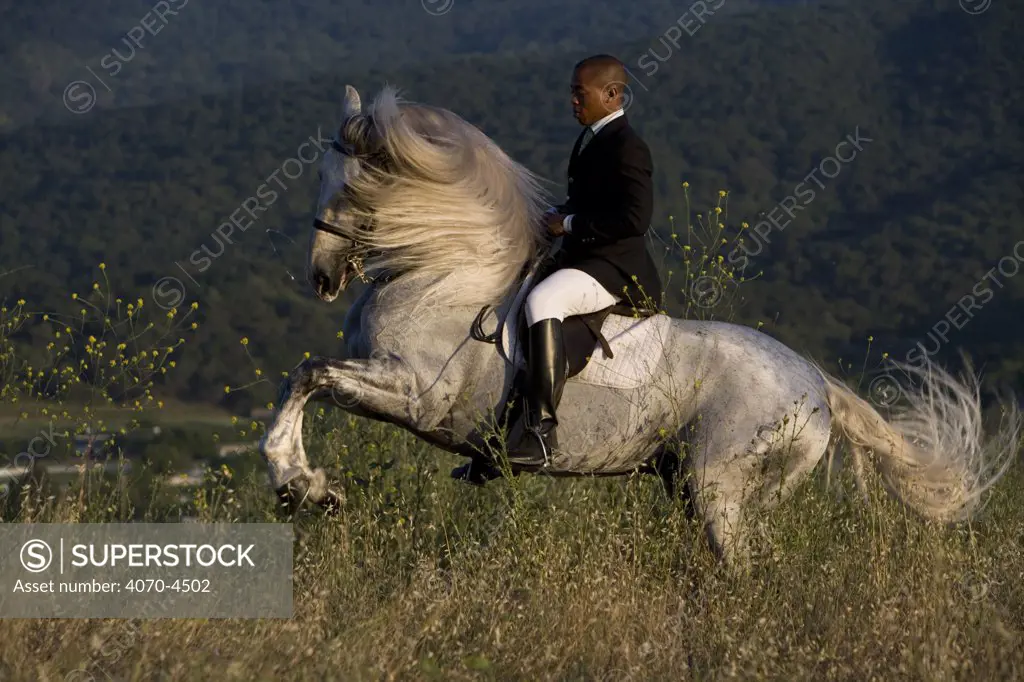 Gray Andalusian Stallion, Equus caballus} with rider, levade, Ojai, California, USA.  Model released.