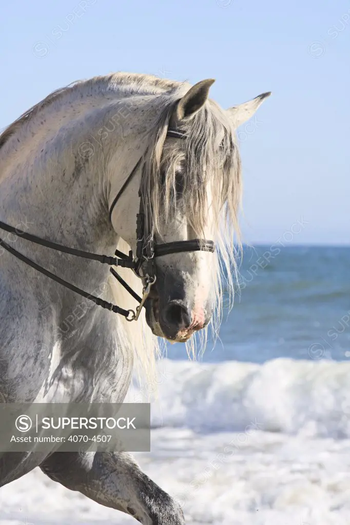 Gray Andalusian Stallion Equus caballus} head portrait, Ojai, California, USA. 