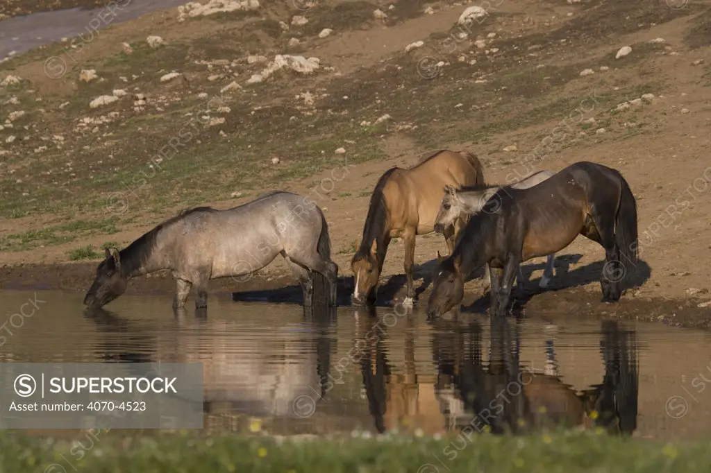 Wild horses Equus caballus} grulla mare, dun mare with grulla foal and dark bay stallion at water, Pryor Mountains, Montana, USA.