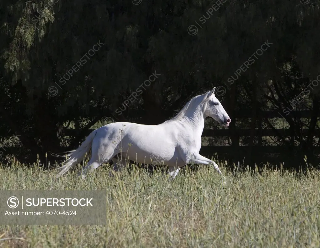 Gray Andalusian Mare Equus caballus} trotting in long grass, Ojai, California, USA.