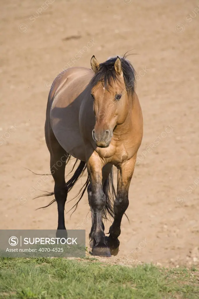 Wild horse Equus caballus} dun stallion, Pryor Mountains, Montana, USA. 