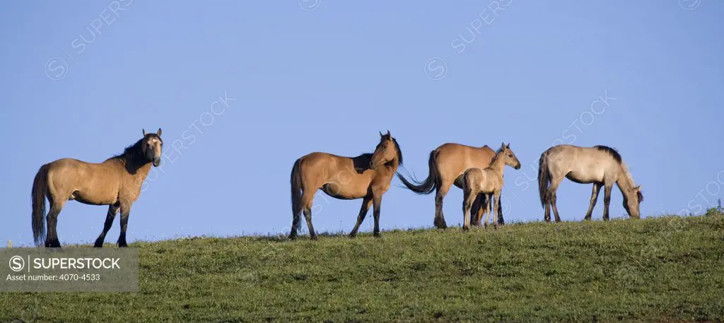 wild horses Equus caballus} dun stallion with two dun mares, dun foal and young grulla mare, Pryor Mountains, Montana, USA. 