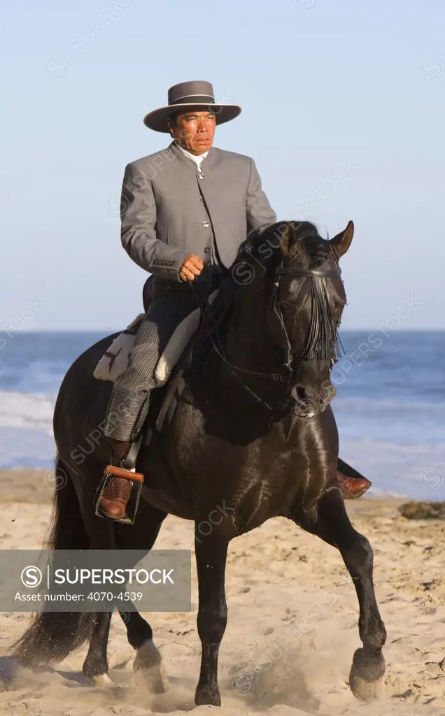 Black Andalusian Stallion Equus caballus} with rider in Traditional Spanish attire (Traje Corto) Ojai, California, USA.  Model released.