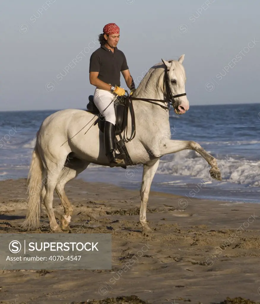 Gray Andalusian Mare Equus caballus} with rider, spanish walking along beach, Ojai, California, USA.