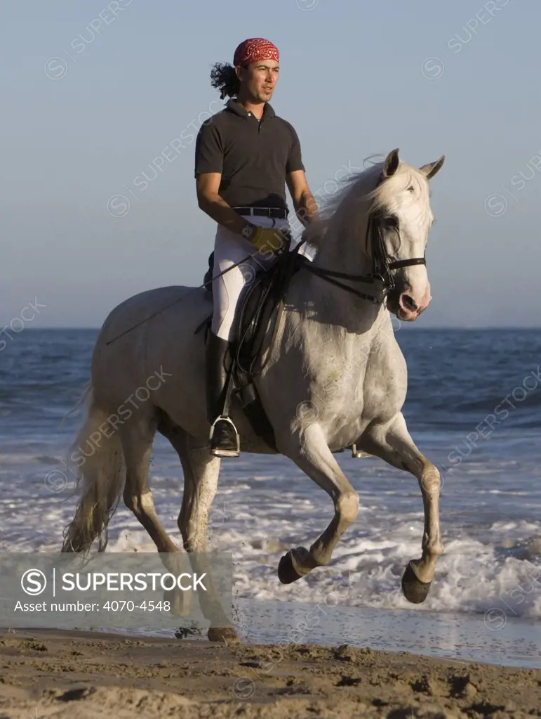 Gray Andalusian mare Equus caballus} Ojai, California, USA. 