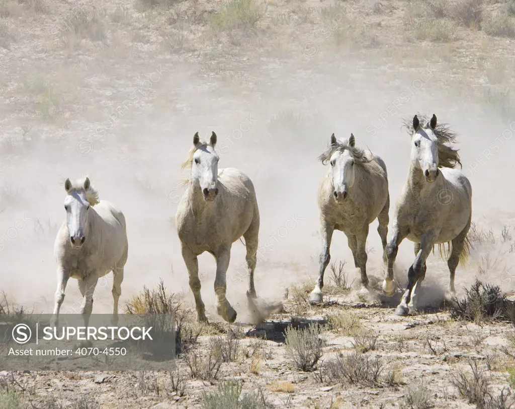 Wild horses Equus caballus} gray stallion with three gray mares, Adobe Town, Southwestern Wyoming, USA.