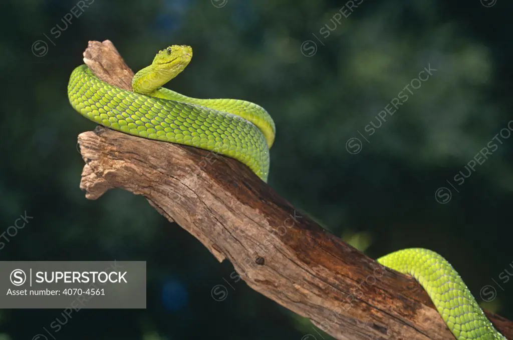 Eastern green mamba Dendroaspis angusticeps} captive, from East Africa