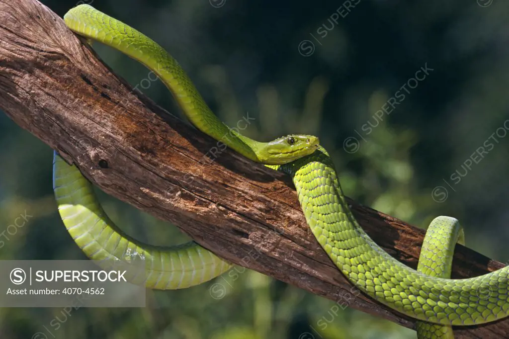 Eastern green mamba Dendroaspis angusticeps} captive, from East Africa