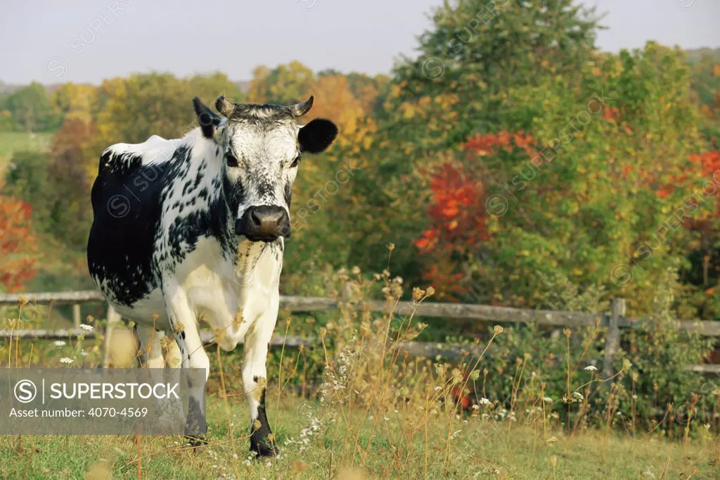 Randall Blue Lineback, rare breed of Domestic cattle, Connecticut, USA
