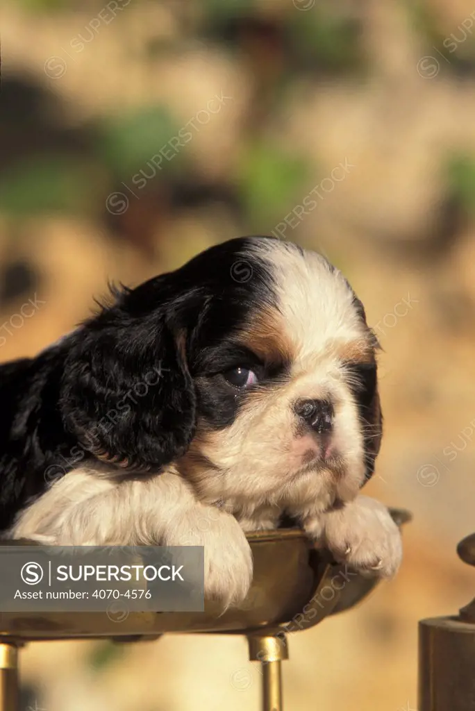 Domestic dog, Cavalier King Charles Spaniel puppy portrait
