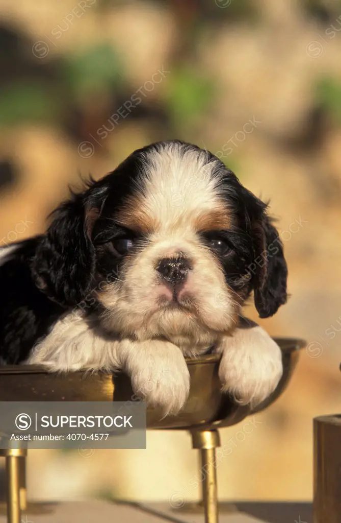Domestic dog, Cavalier King Charles Spaniel puppy portrait 