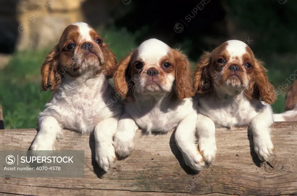 Domestic dog, three Cavalier King Charles Spaniel puppies on log 