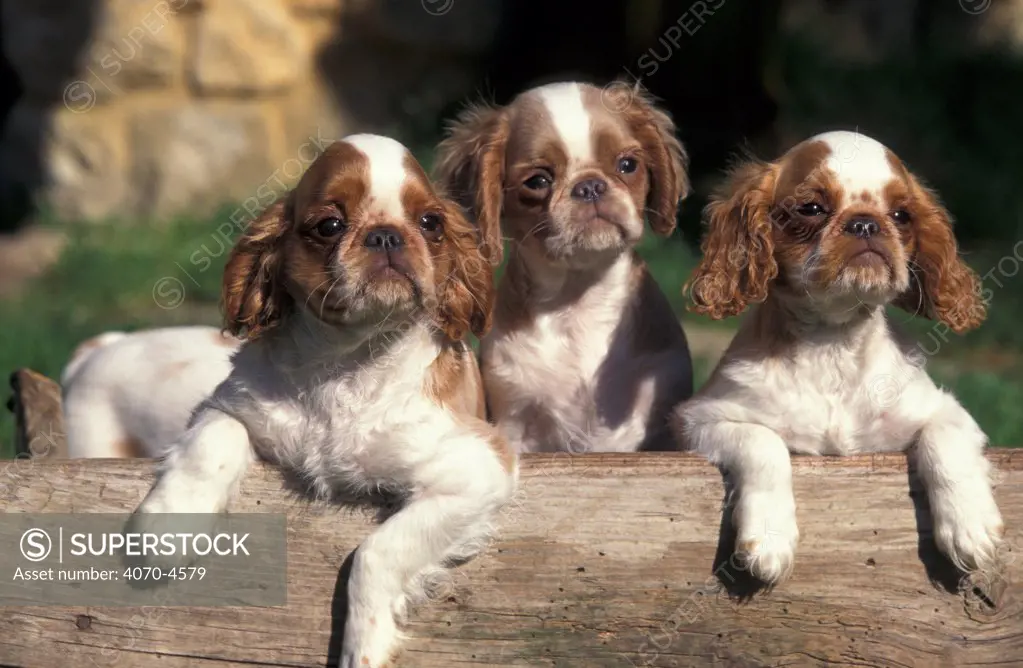 Domestic dog, three Cavalier King Charles Spaniel puppies on log 