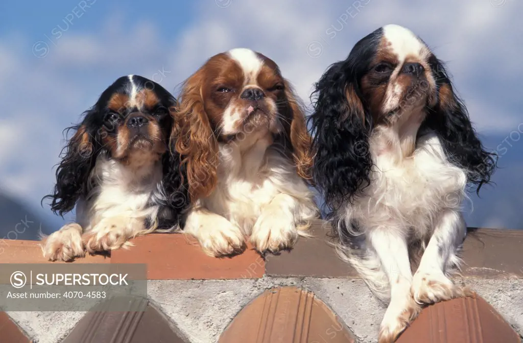 Domestic dog, three Cavalier King Charles Spaniel 