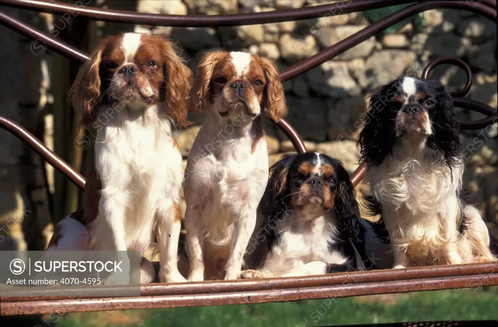 Domestic dog, four young Cavalier King Charles  Spaniels
