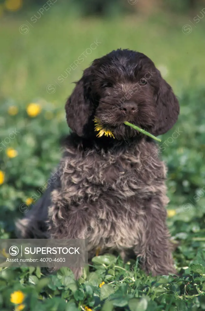 Domestic dog, Korthal's Griffon / Wirehaired Pointing Griffon puppy eating flower.