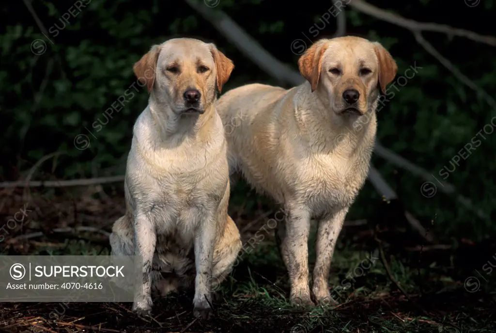 Domestic dogs, two yellow Labrador retrievers.
