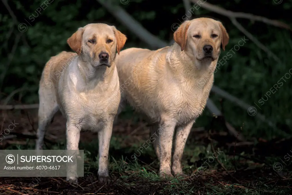 Domestic dogs, two Labrador retrievers.