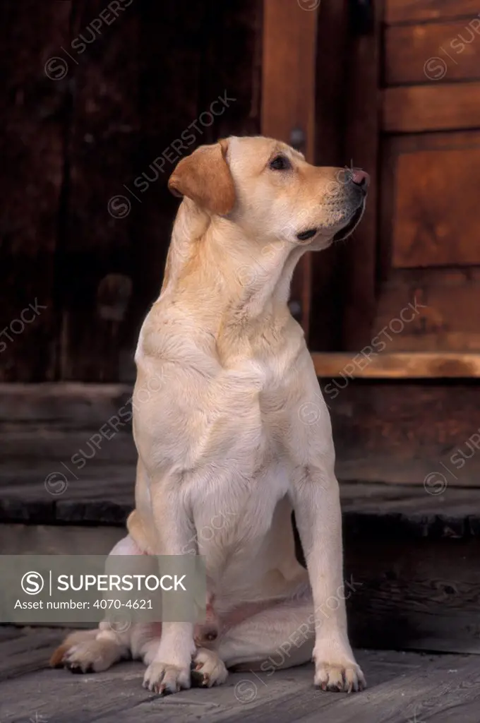 Domestic dog, yellow Labrador retriever portrait
