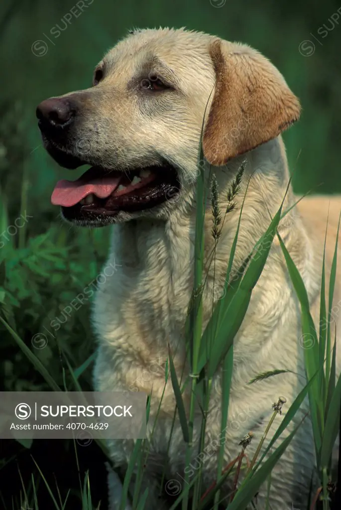 Domestic dog, Labrador retriever portrait in grass.