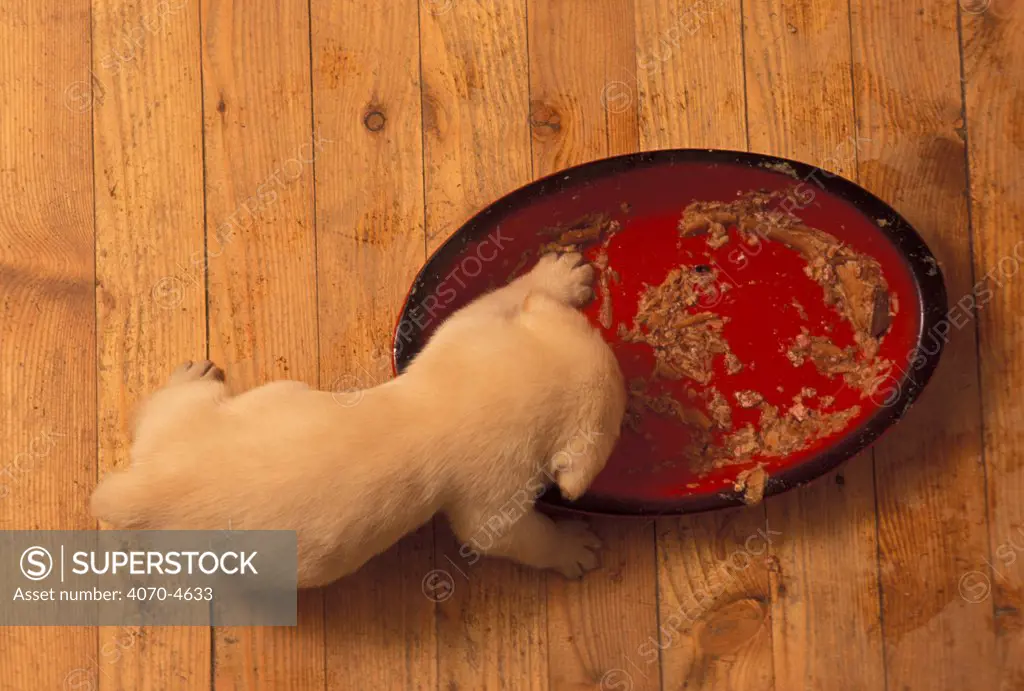 Domestic dog, Labrador Retriever puppy eating from large bowl.