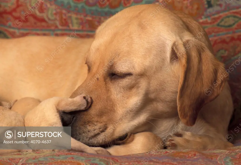 Domestic dogs, Labrador Retriever nudging one of her pups.