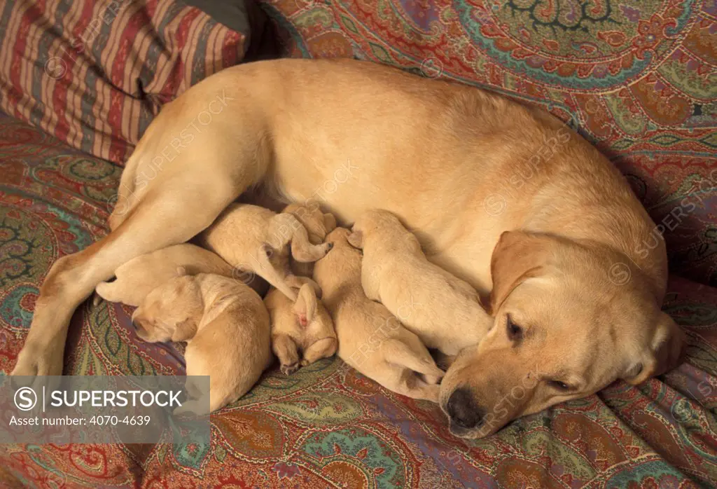 Domestic dogs, Labrador Retriever resting while her pups are suckling / sleeping.
