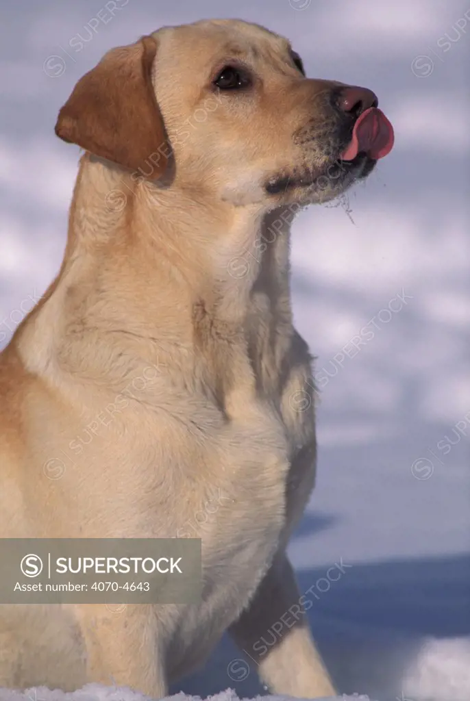 Domestic dog, Labrador Retriever licking nose.