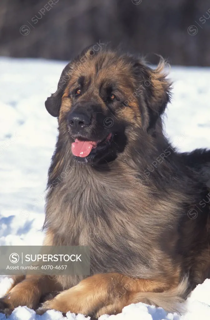 Domestic dog, Leonberger lying in the snow.