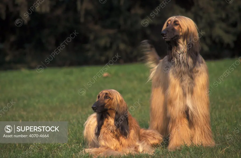 Domestic dogs, two Afghan Hounds, one lying down, one standing and wagging its tail.