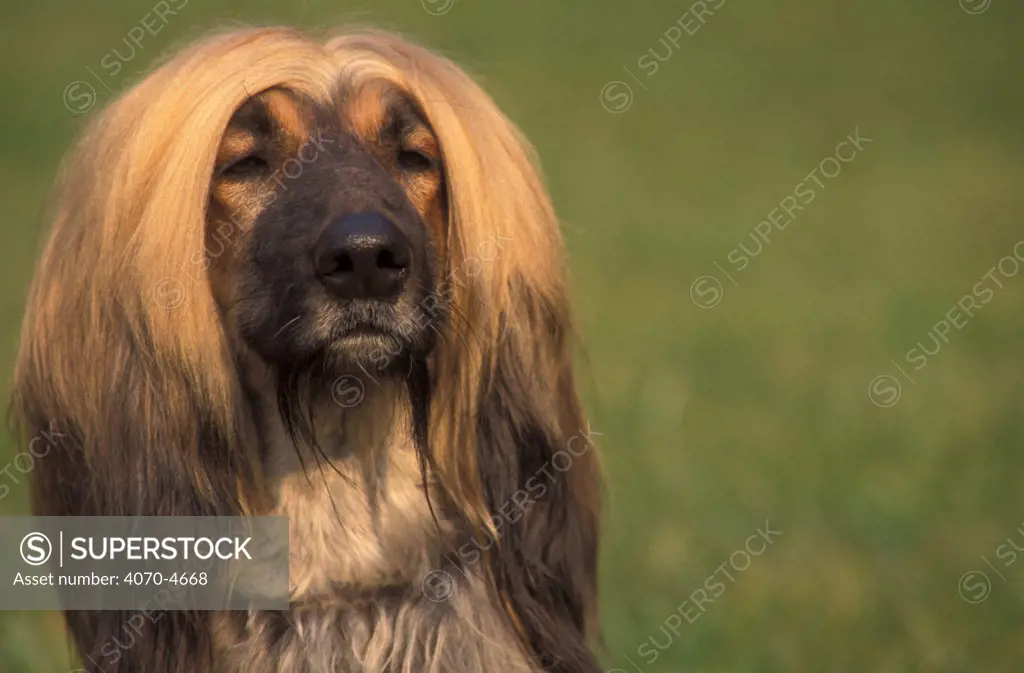 Domestic dog, Afghan Hound face portrait.