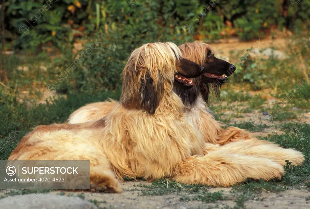 Domestic dogs, two Afghan Hounds lying side by side.