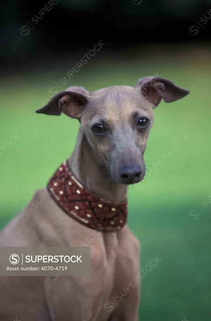 Domestic dog, fawn whippet wearing a collar.