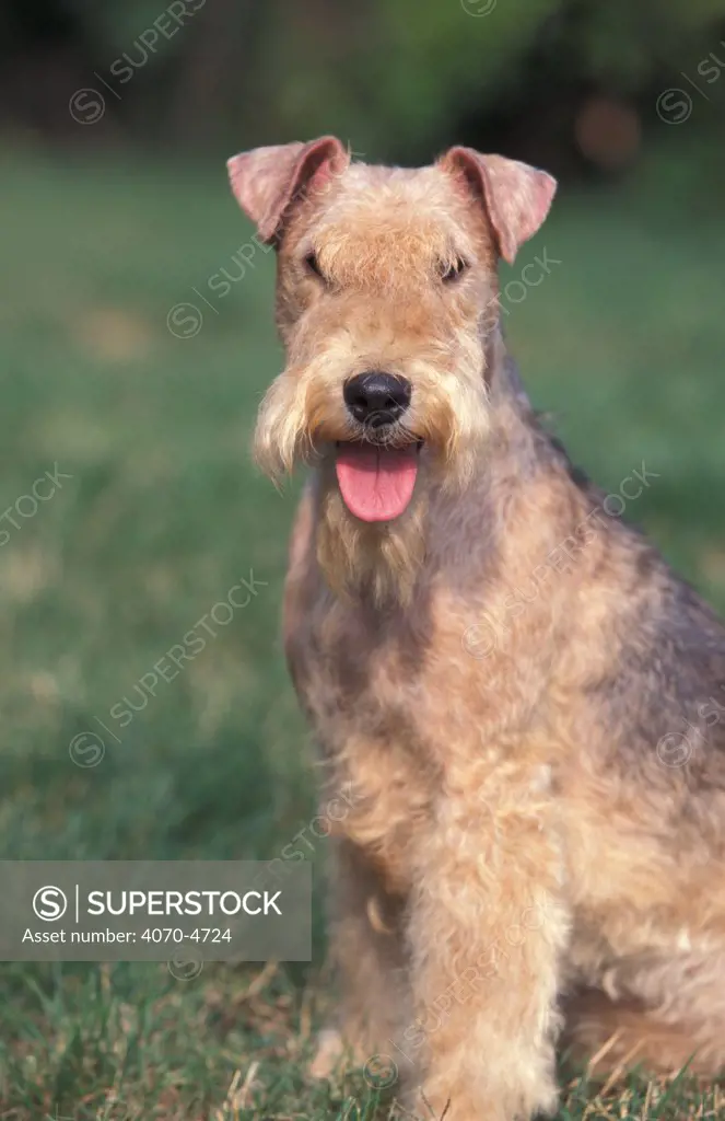 Domestic dog - Lakeland terrier portrait.
