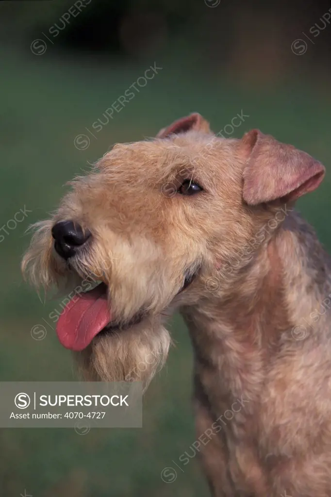 Domestic dog - Lakeland terrier portrait