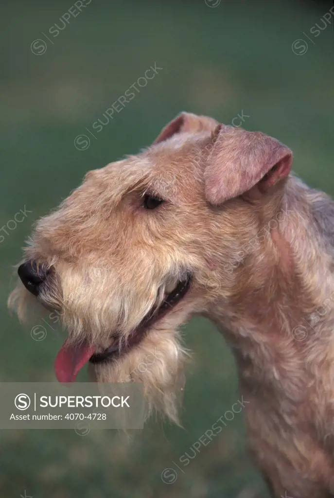 Domestic dog - Lakeland terrier profile