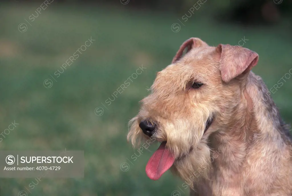 Domestic dog - black and tan Lakeland terrier portrait