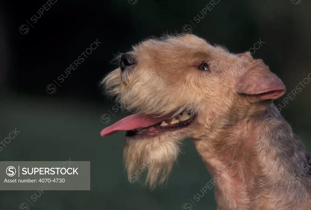 Domestic dog - black and tan Lakeland terrier looking up.