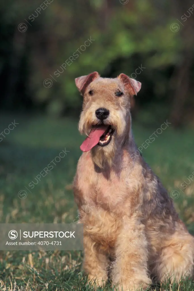 Domestic dog - balck and tan Lakeland terrier sitting portrait