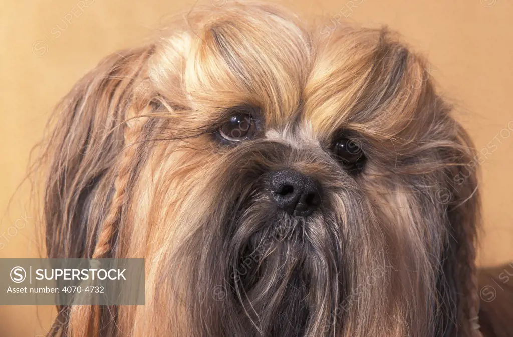Domestic dog - Lhasa Apso face portrait with hair plaited.