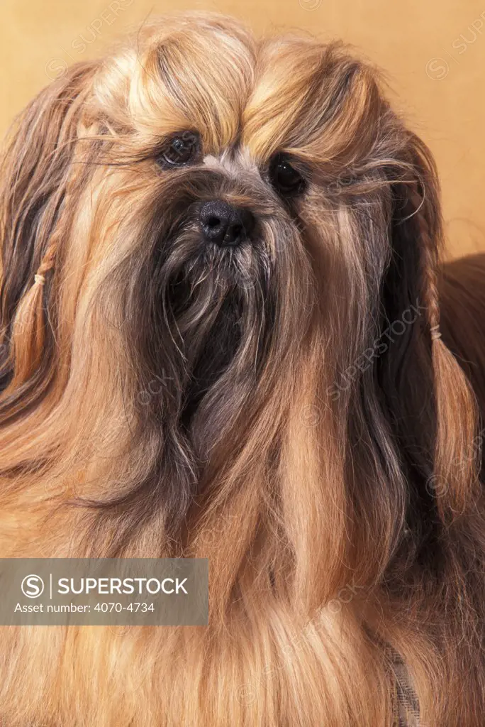 Domestic dog - Lhasa Apso portrait with hair plaited.