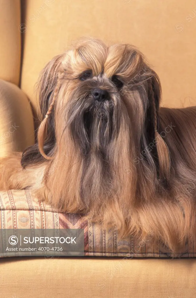 Domestic dog - Lhasa Apso sitting on couch with hair plaited.