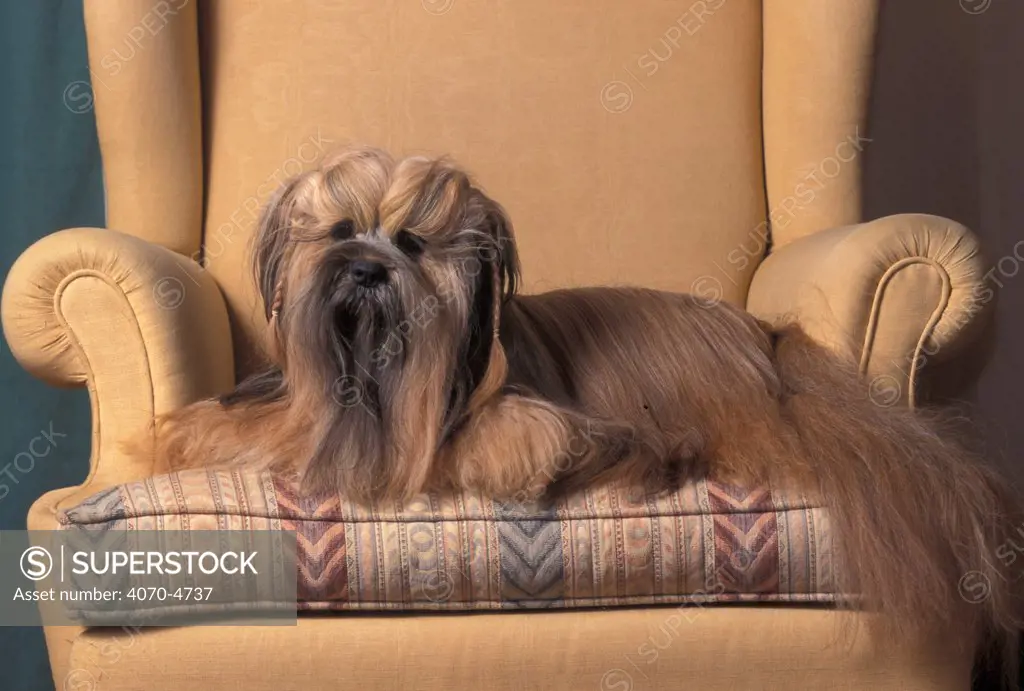 Domestic dog - Lhasa Apso sitting on armchair.