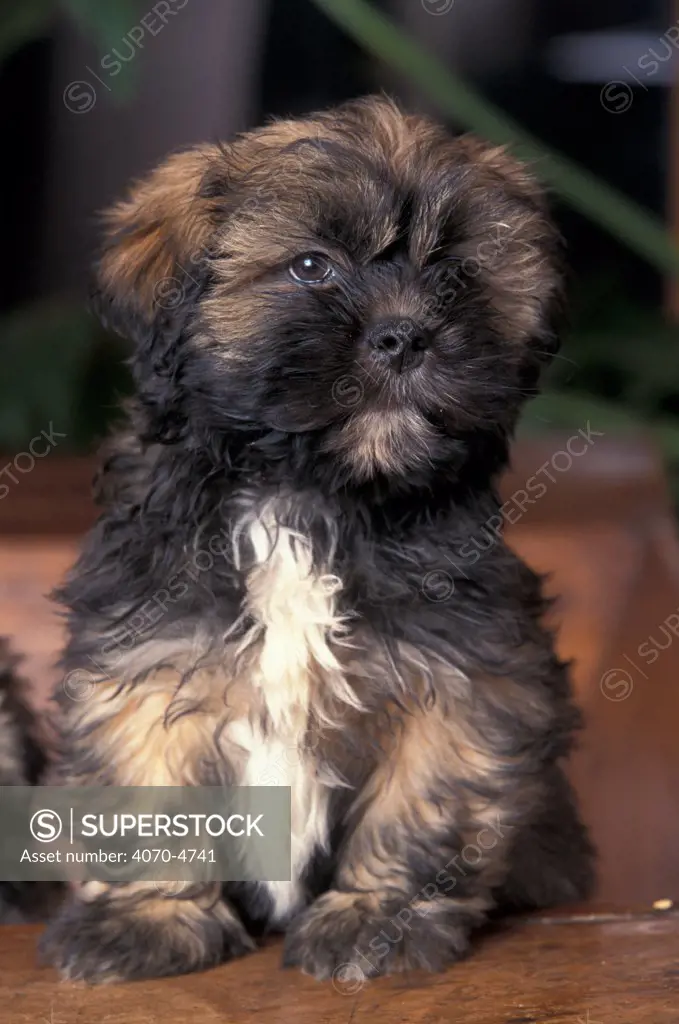 Domestic dog - Lhasa Apso puppy portrait.
